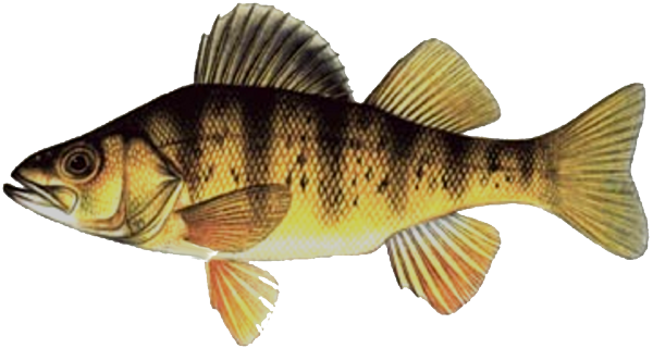 1024x1024-1445579.png